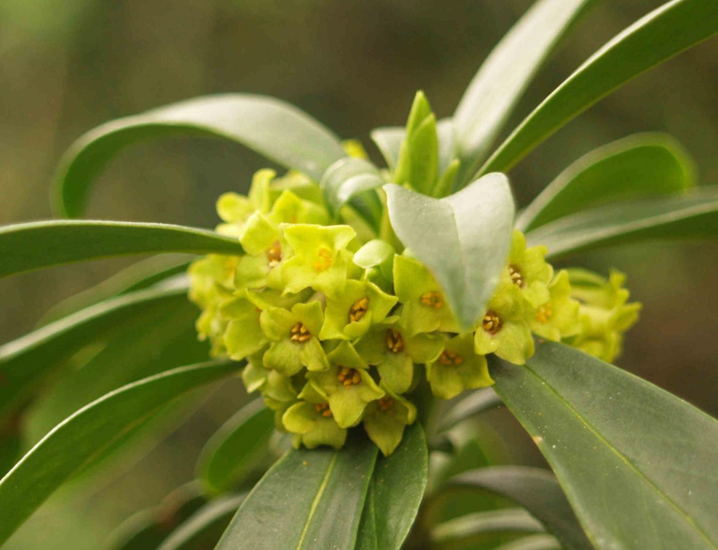 Spurge laurel flower